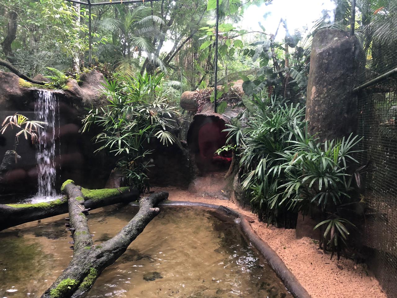Boa constrictor exhibit - parque das aves