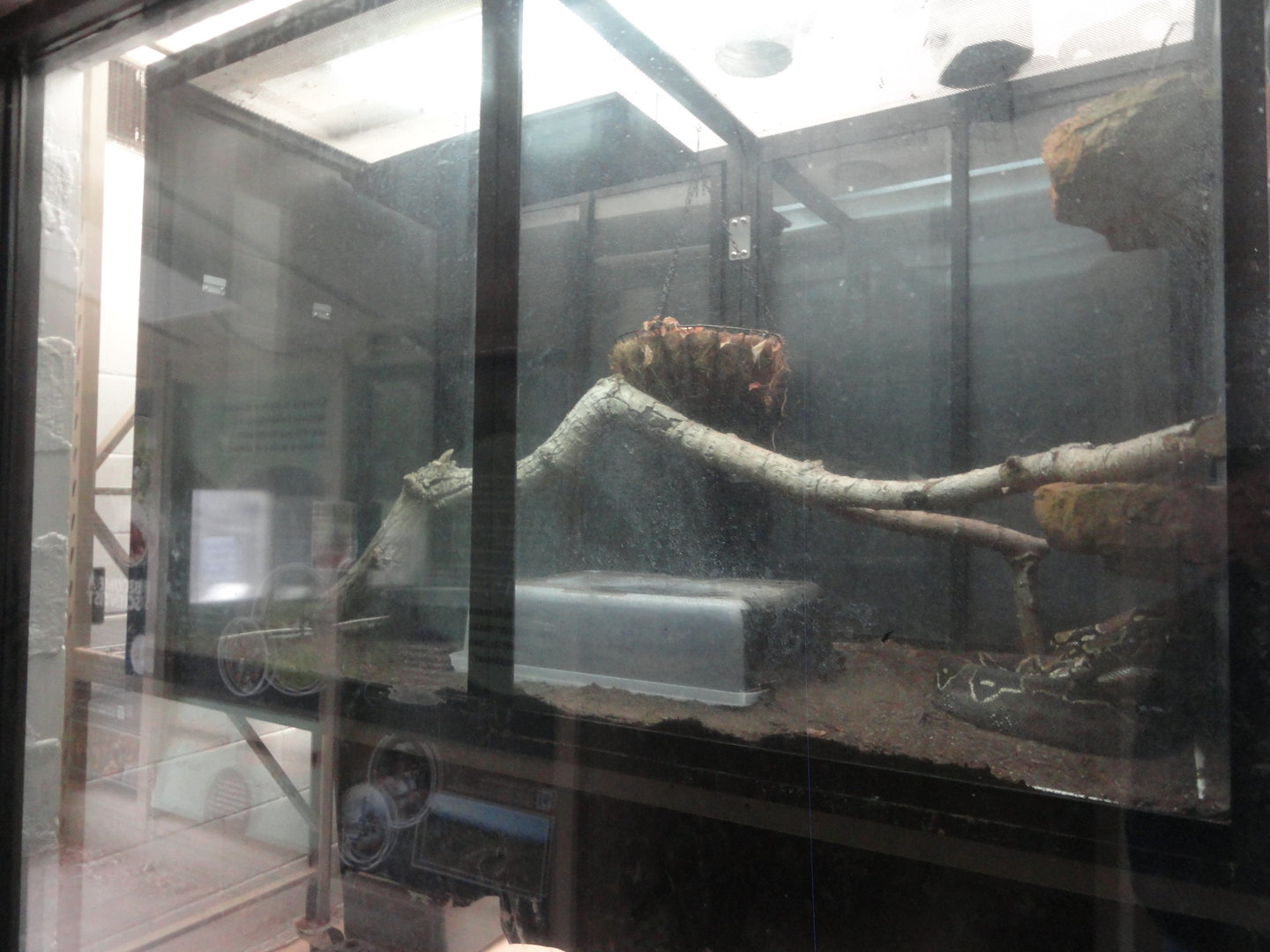 Boa Constrictor Exhibit - South American Jungle Habitat Building