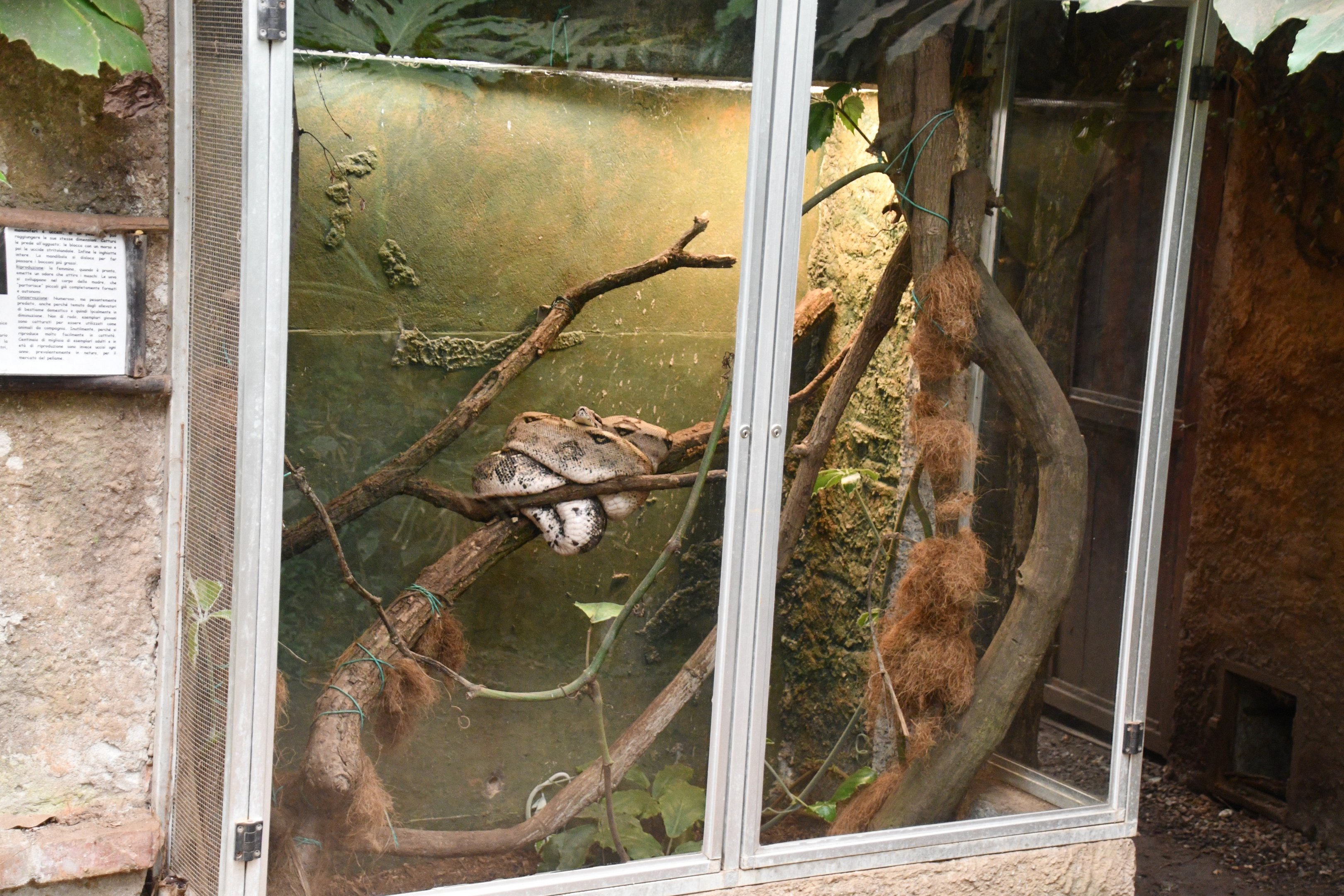 Boa Constrictor exhibit (Tropical Pavilion)