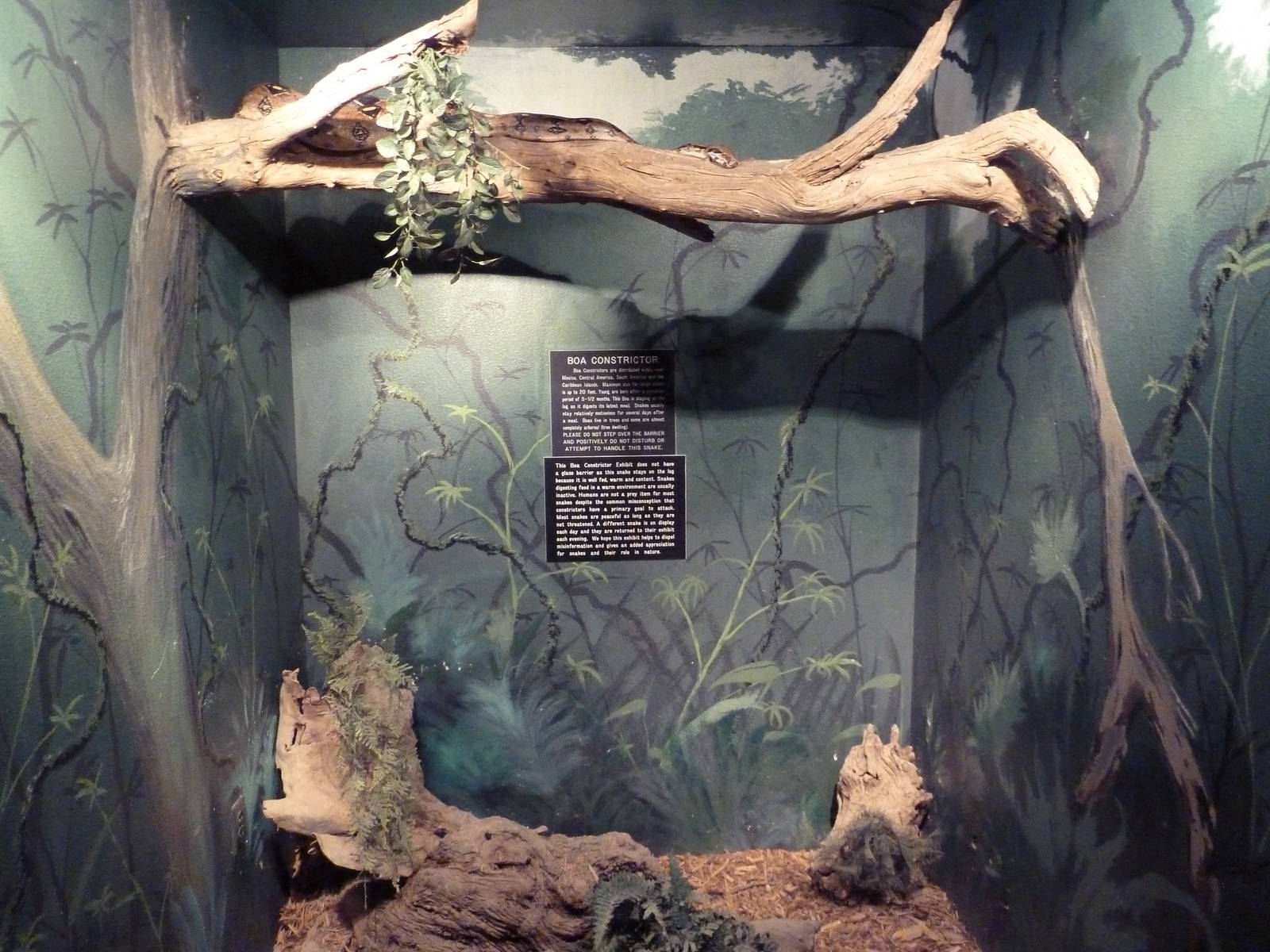 Boa Constrictor Exhibit - With Zero Barriers