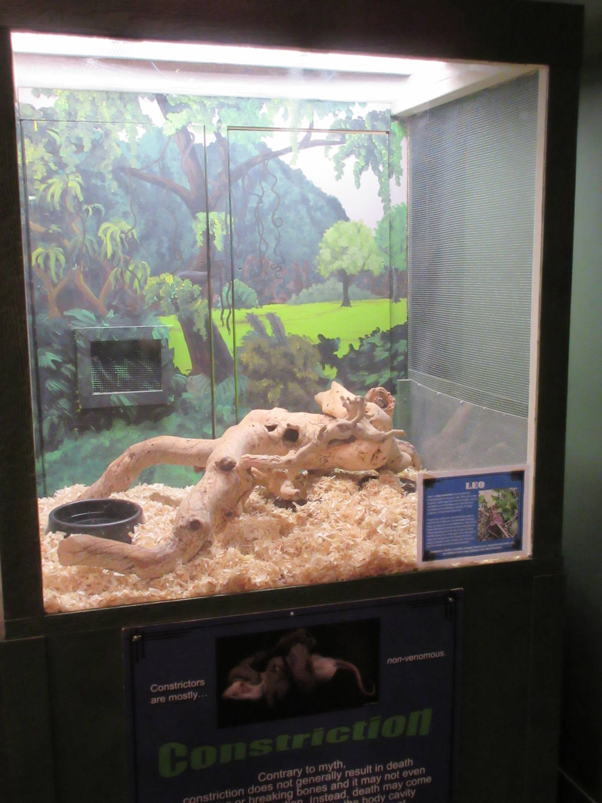 Boa Constrictor Exhibit