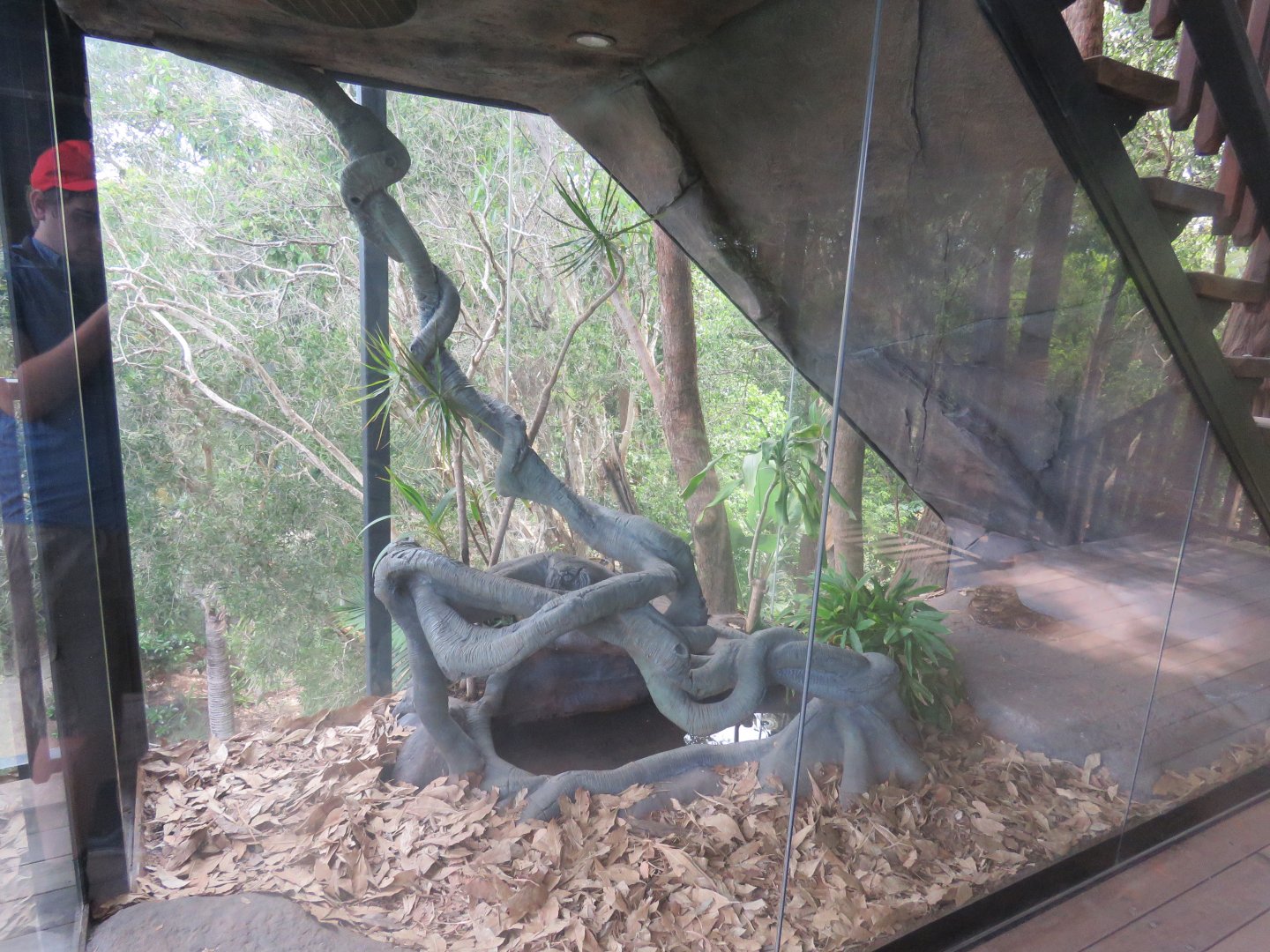 Boa Constrictor Exhibit