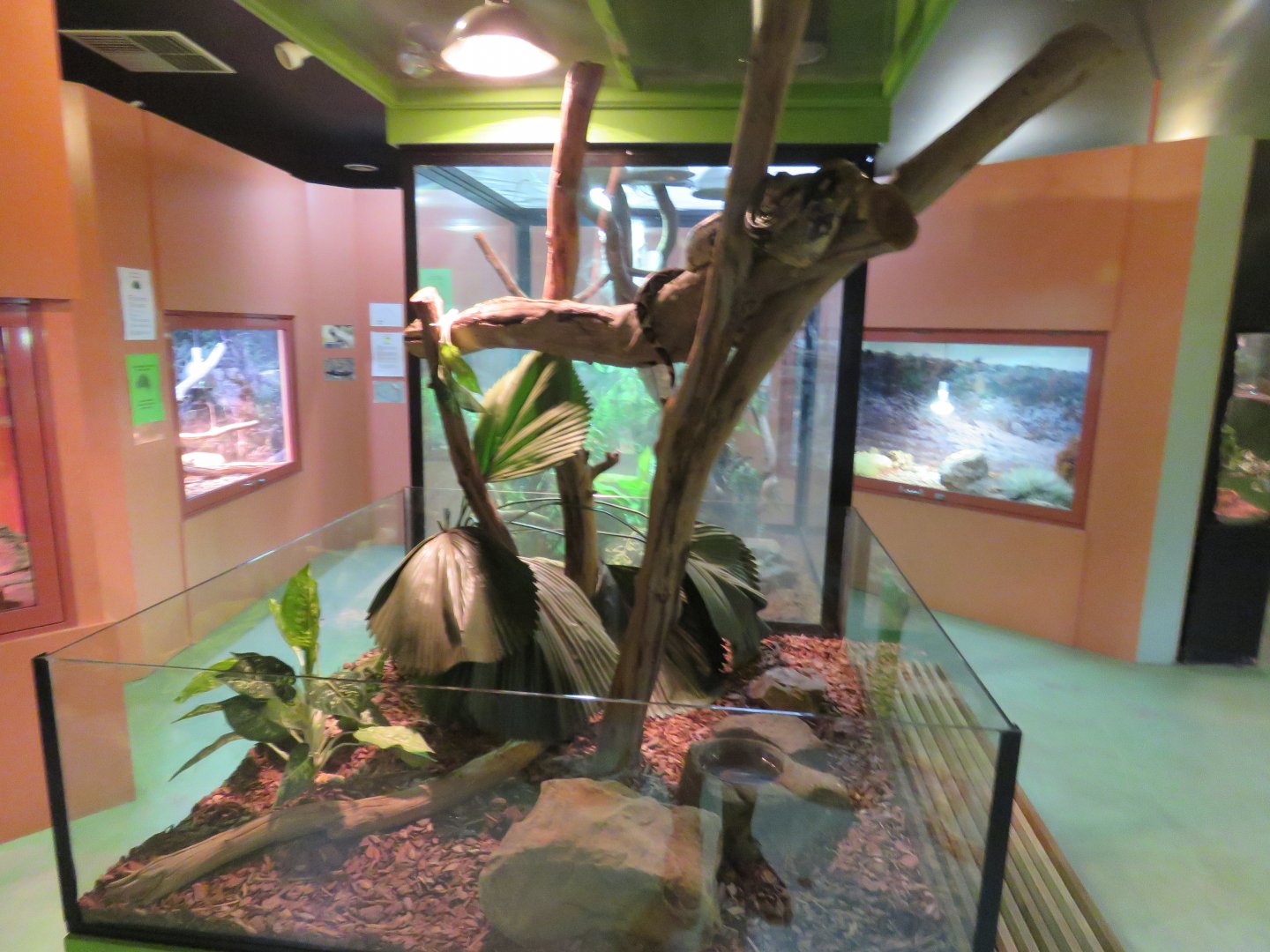 Boa Constrictor Exhibit