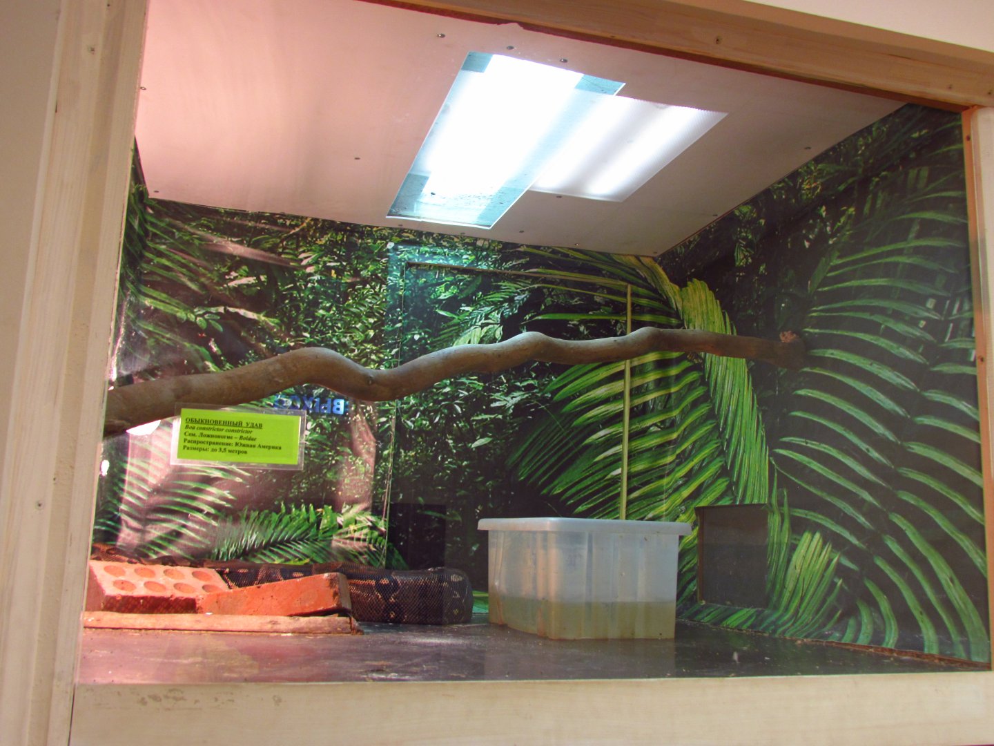 Boa constrictor exhibit