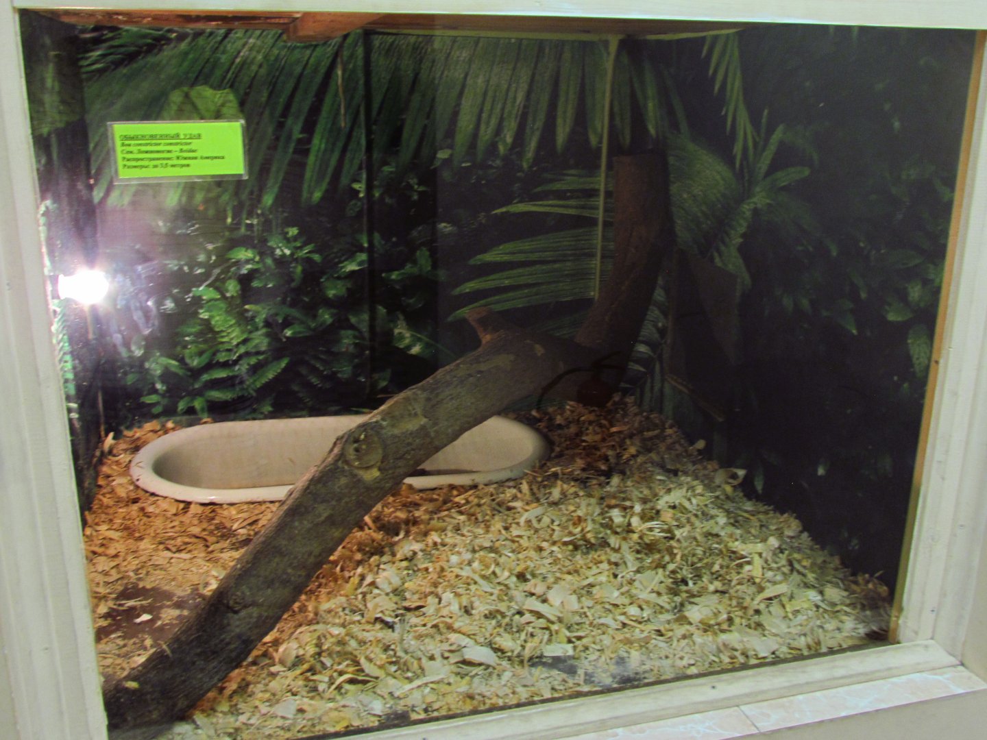 Boa constrictor exhibit