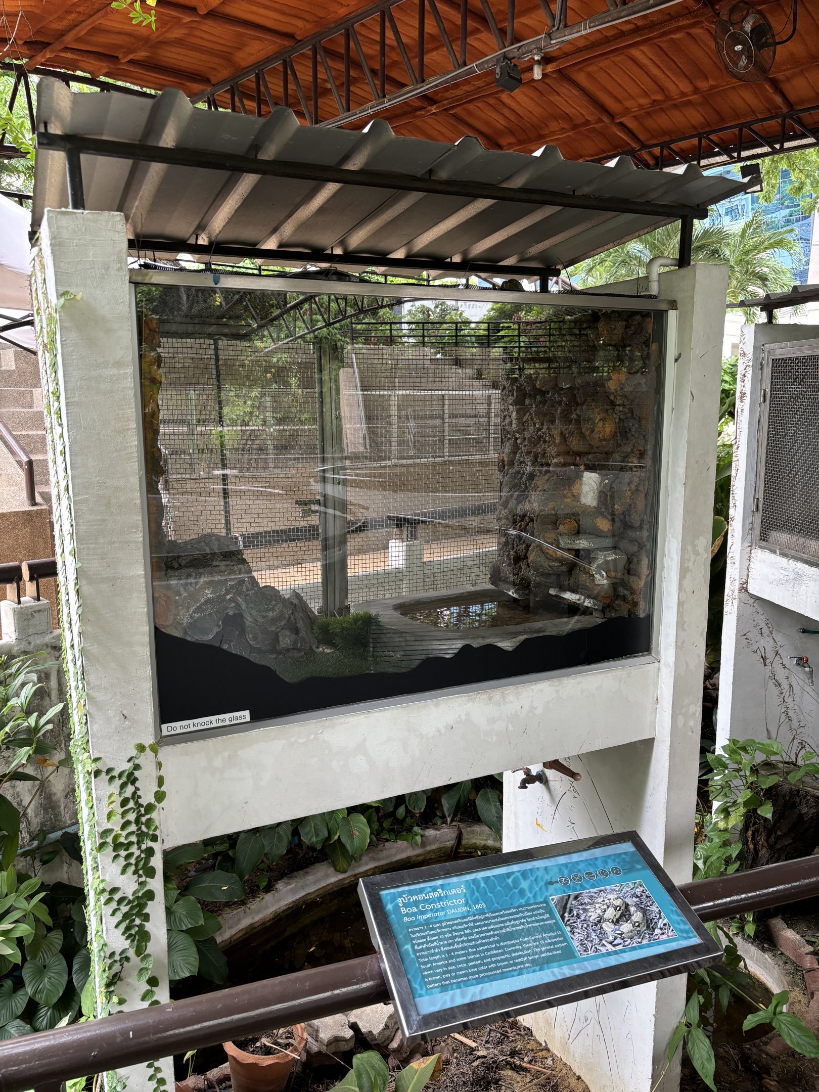 Boa Constrictor Exhibit