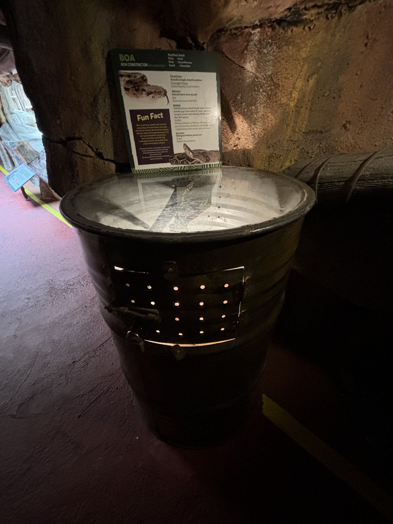 Boa Constrictor Exhibit