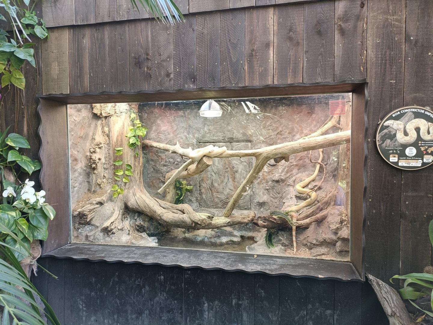 Boa constrictor exhibit