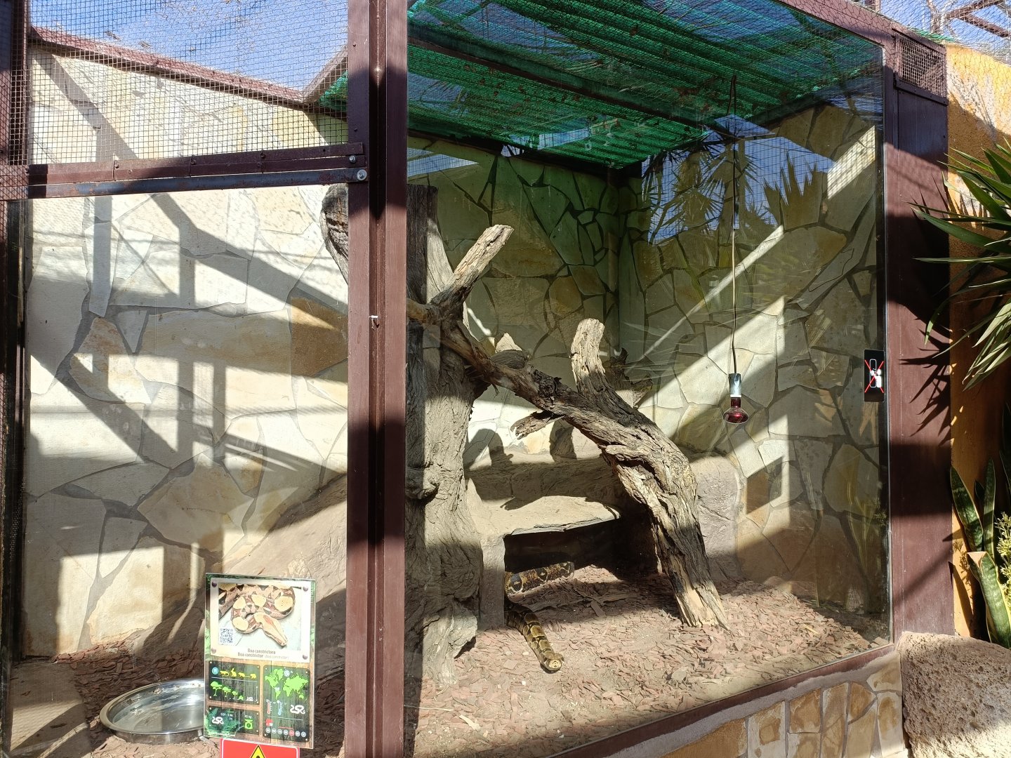 Boa constrictor exhibit