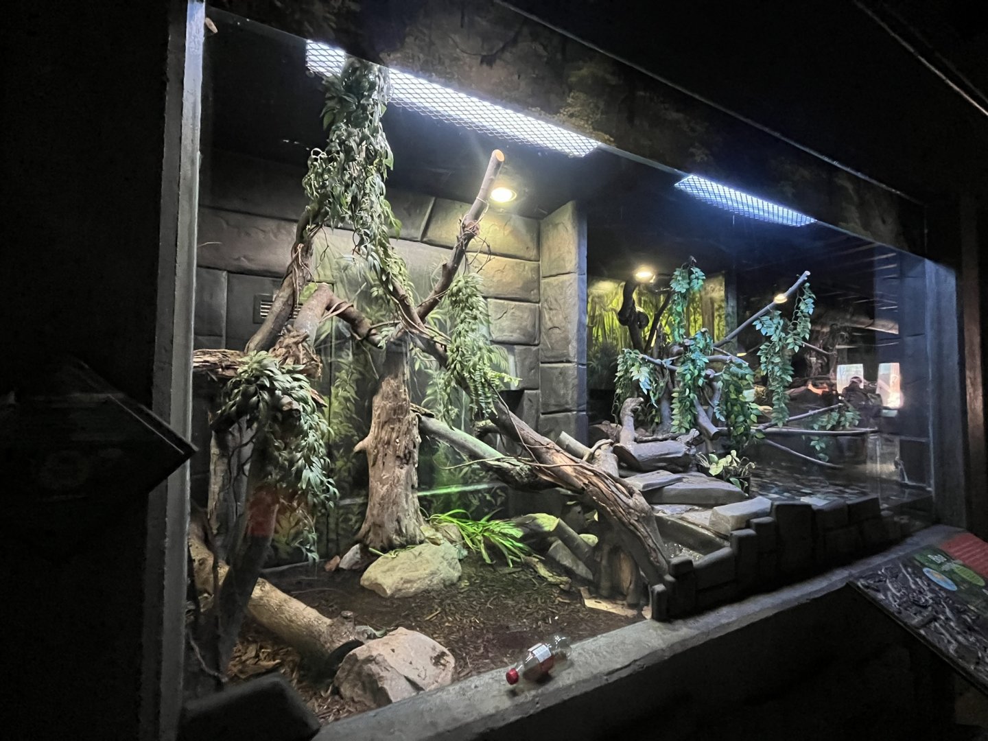 Boa Constrictor exhibit