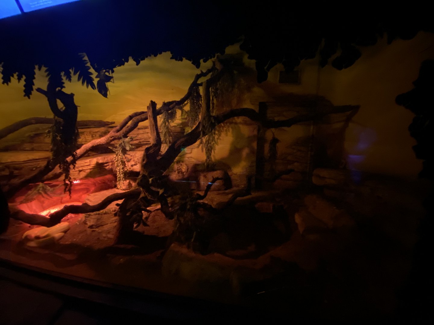 Boa constrictor exhibit