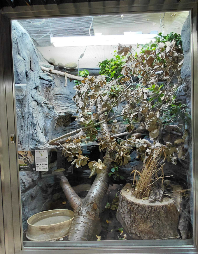 Boa constrictor exhibit