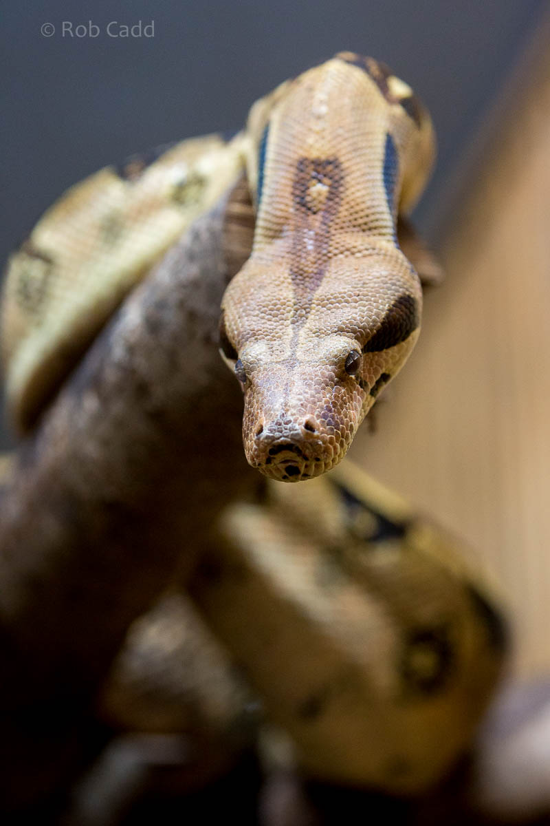 Boa constrictor : Hamerton : 09 Aug 2015