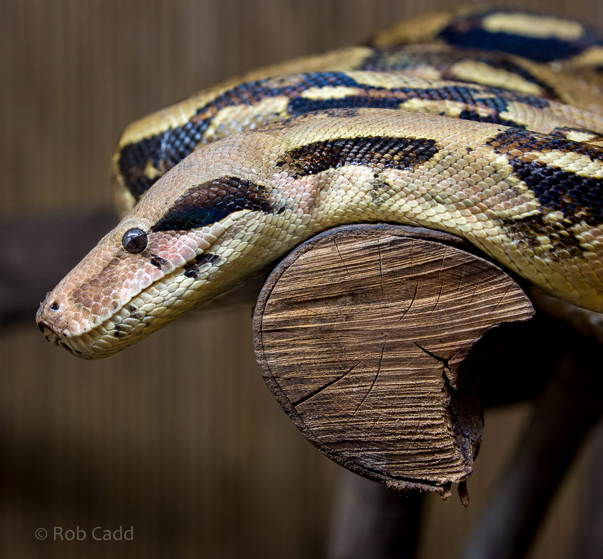 Boa constrictor : Hamerton : 12 Jul 2015