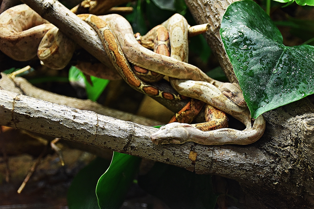 Boa constrictor Hog Island