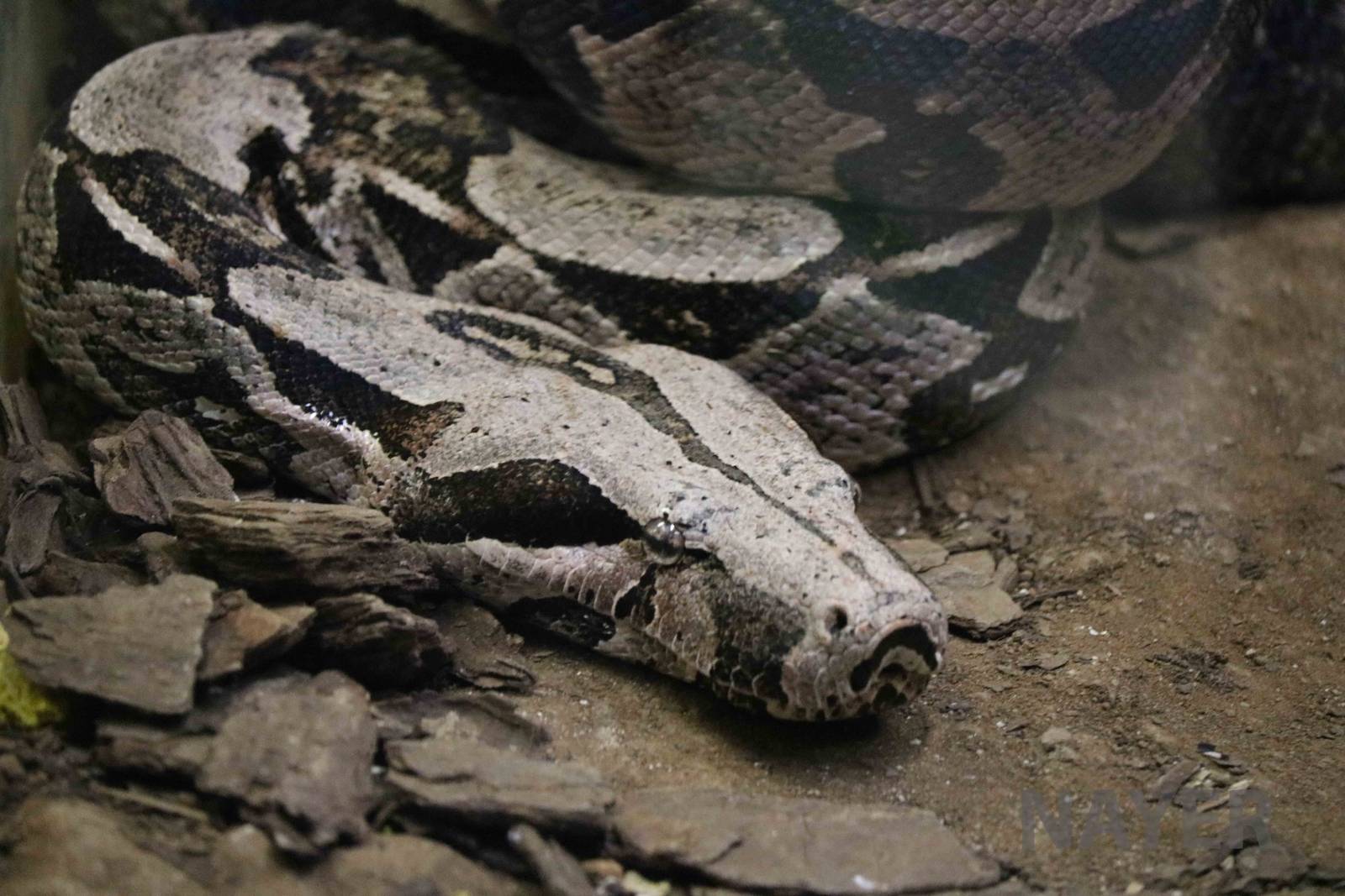 Boa constrictor - Instituto Butantan, 2016