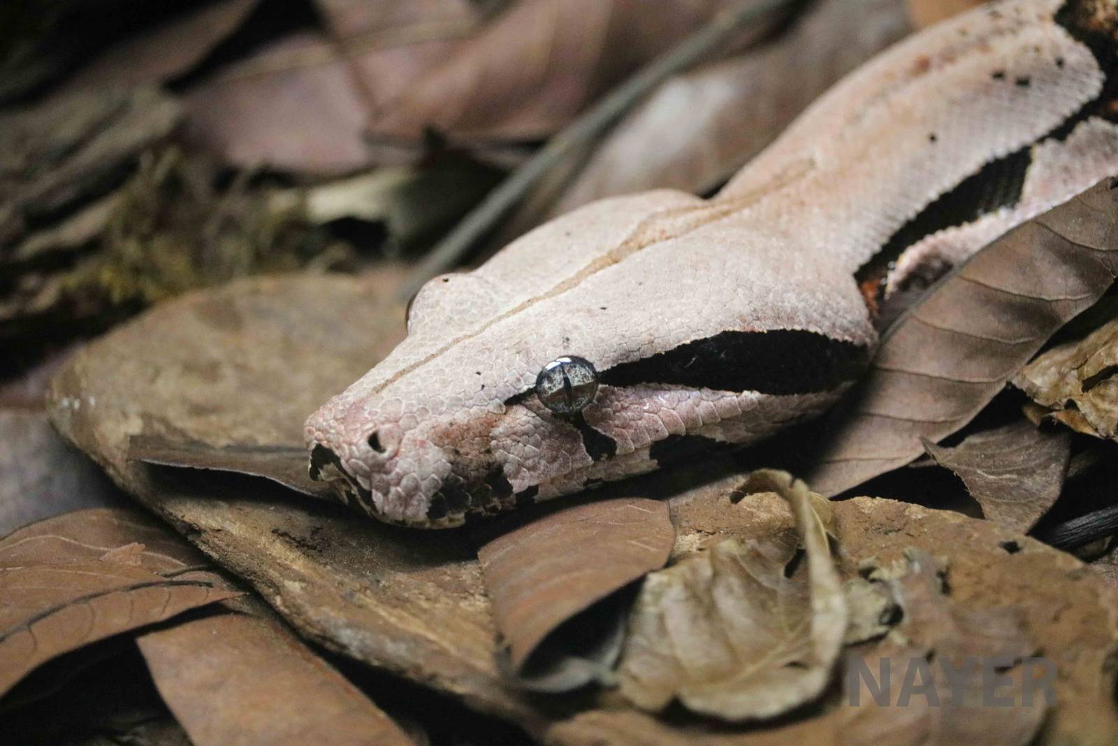 Boa constrictor - Instituto Butantan, 2016