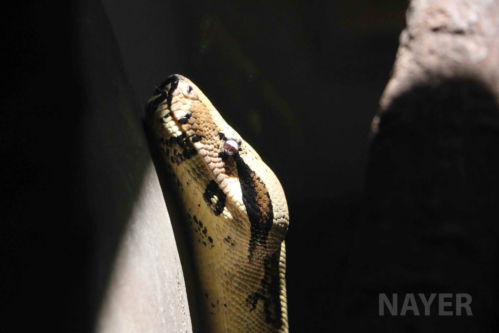 Boa constrictor, March 2016