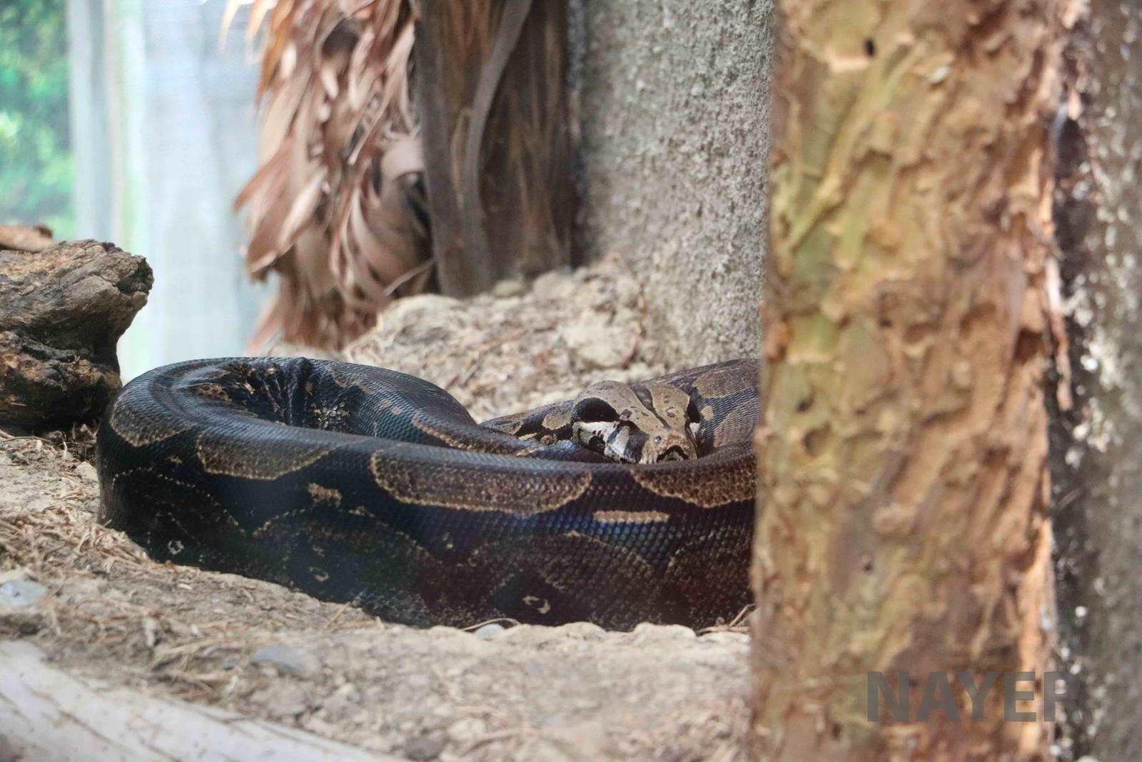 Boa constrictor, March 2016