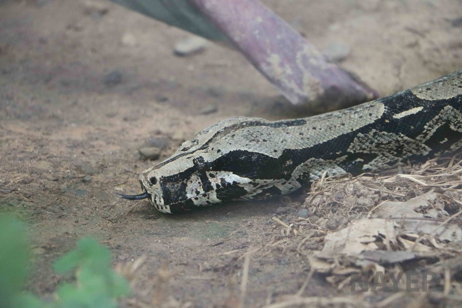 Boa constrictor, March 2016