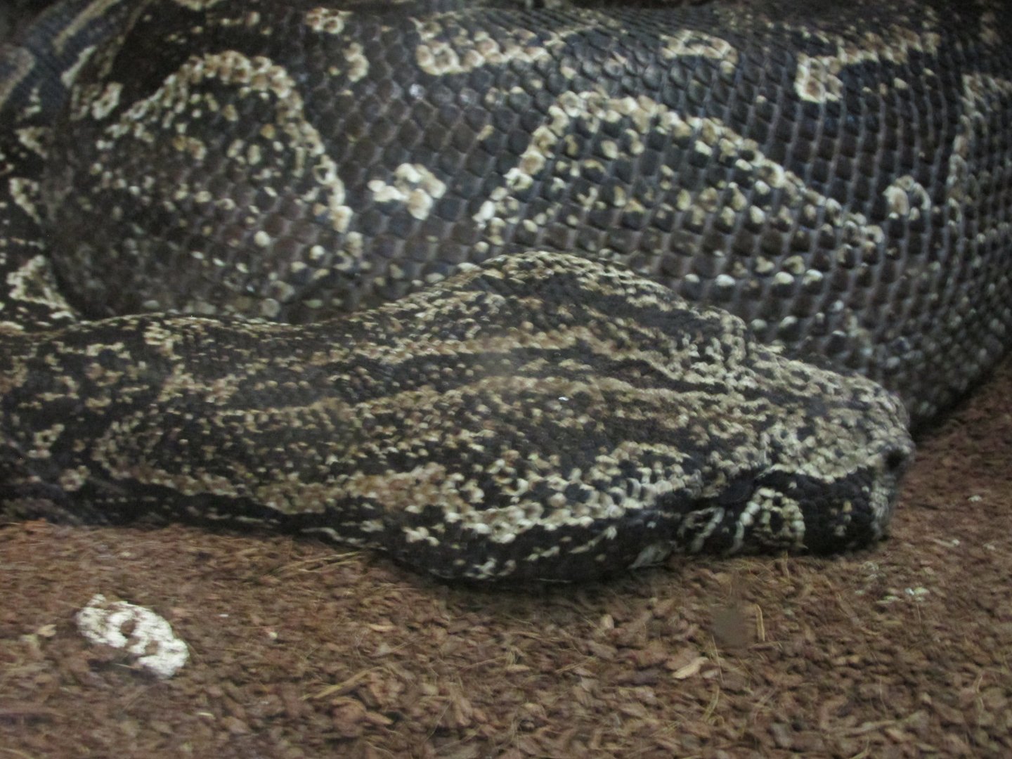 Boa Constrictor Occident alis Buin Zoo