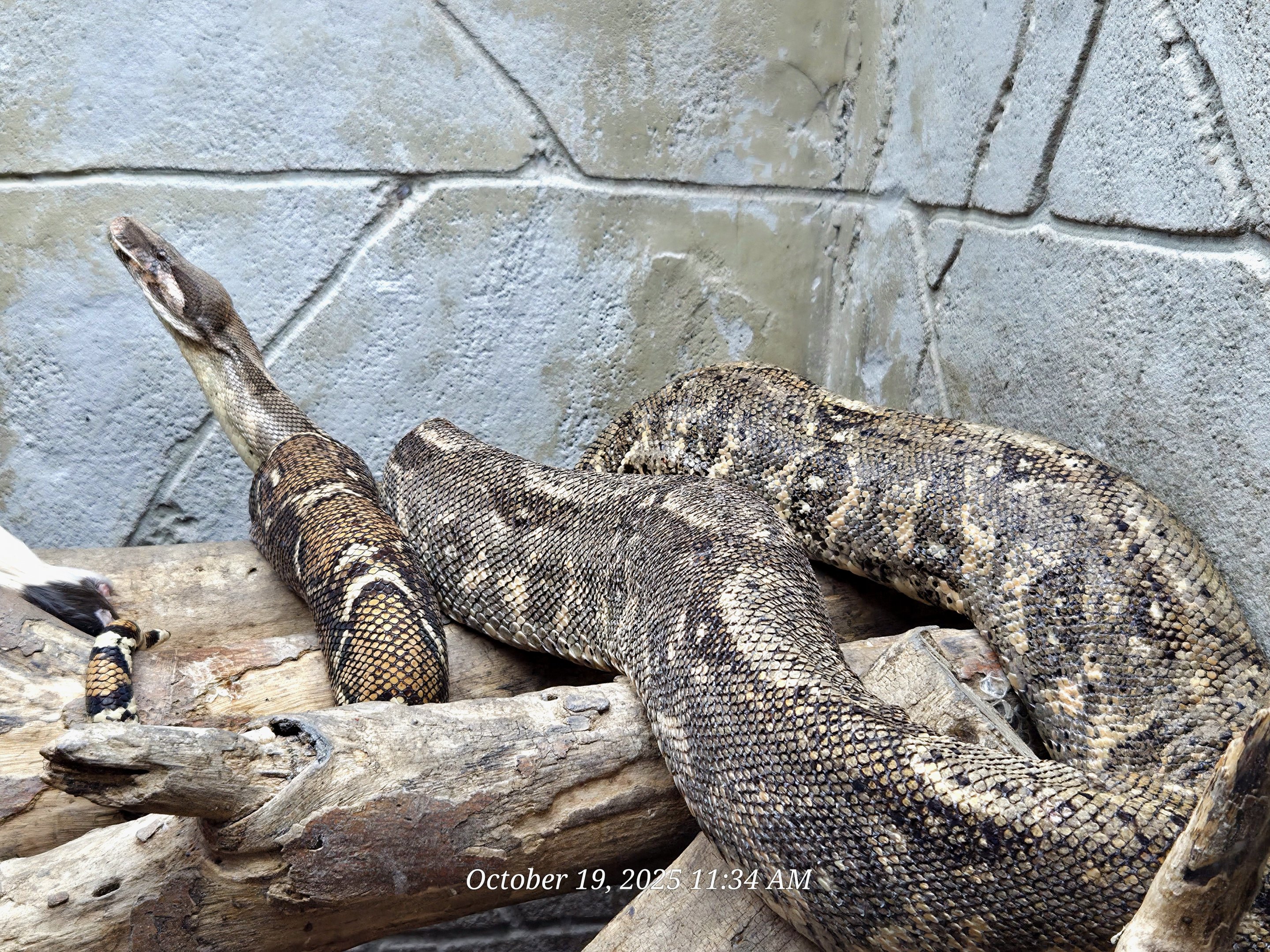 Boa Constrictor Rainforest Adventures