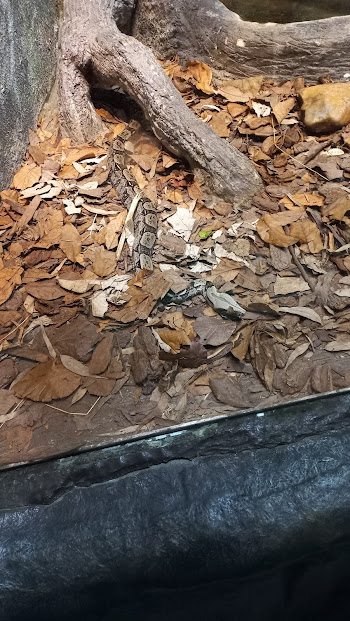 Boa constrictor - São Paulo aquarium
