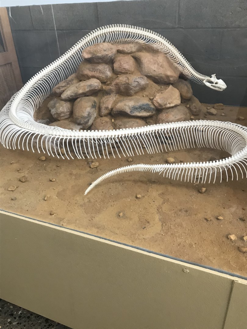 Boa constrictor skeleton