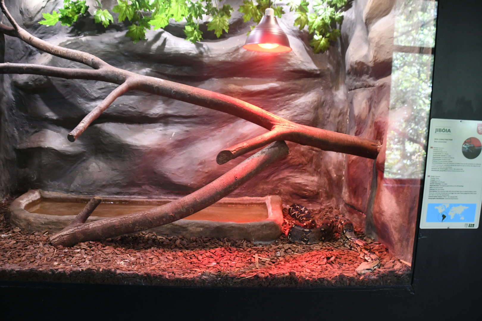 Boa Constrictor tank (Reptile House)
