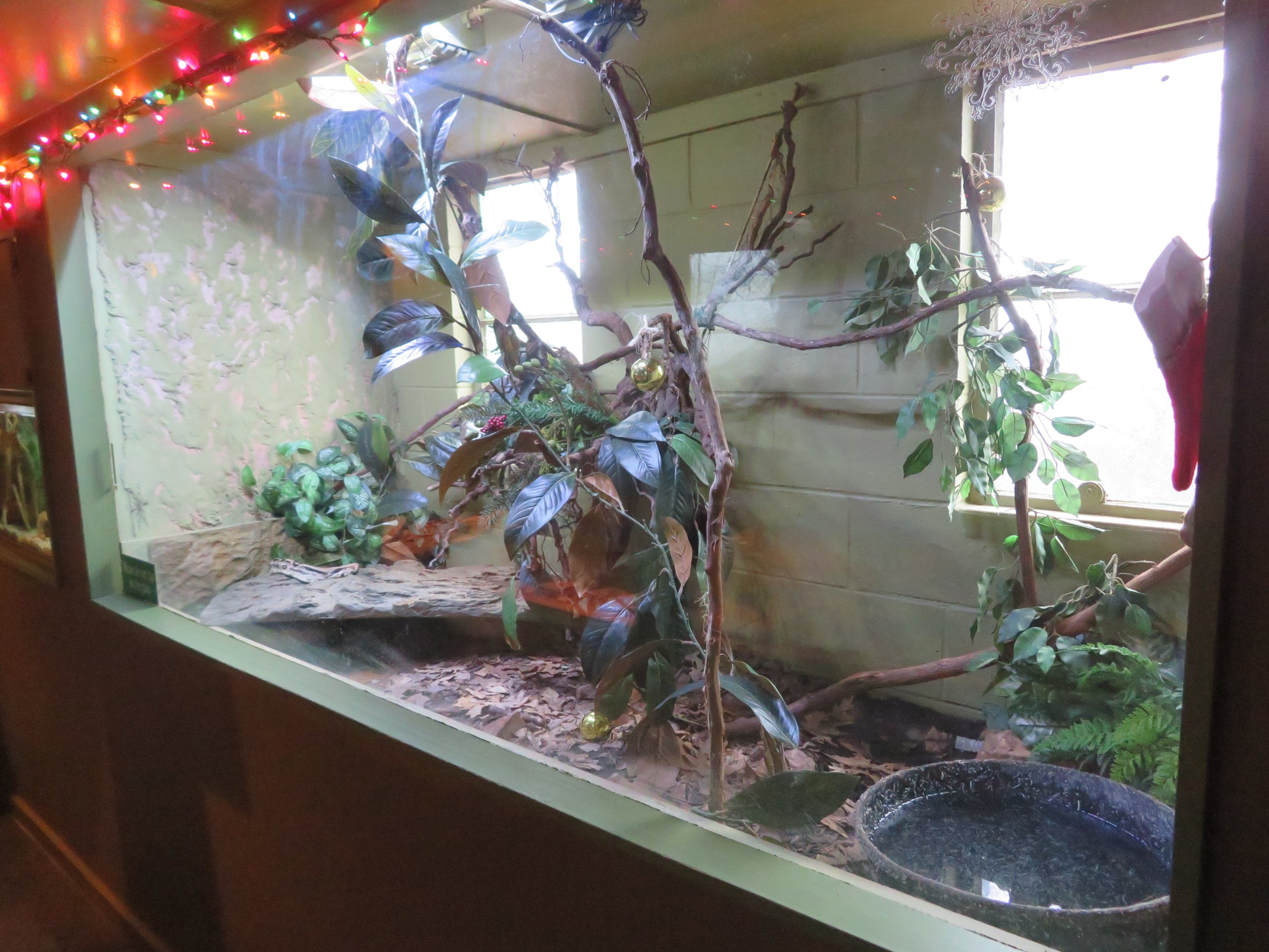 Boa Constrictor Tank