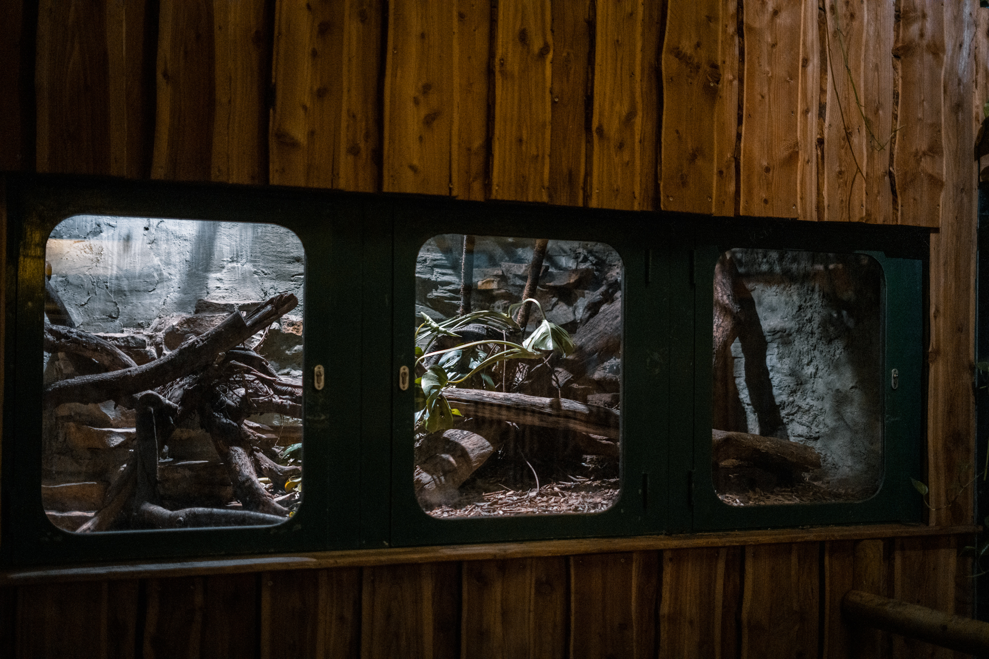 Boa Constrictor Tank