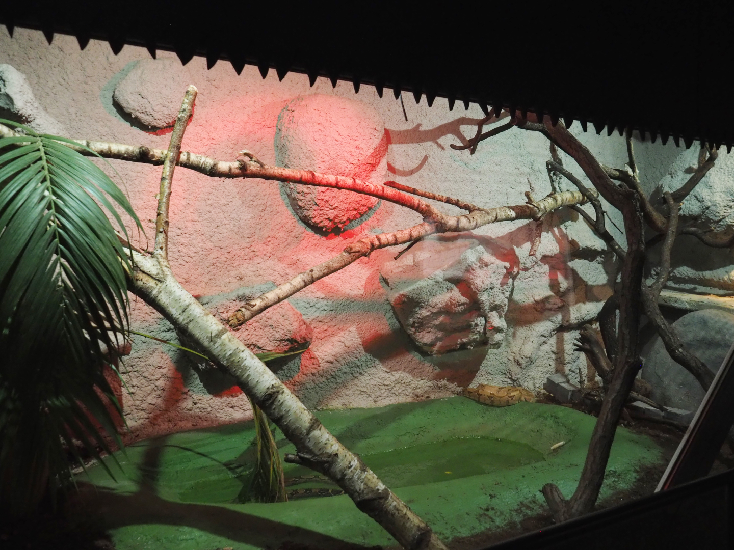 Boa constrictor terrarium, 2020-06-20