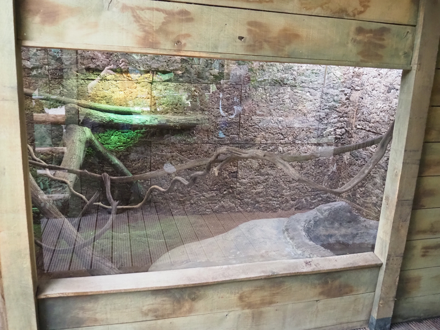 Boa constrictor terrarium, 2022-10-09