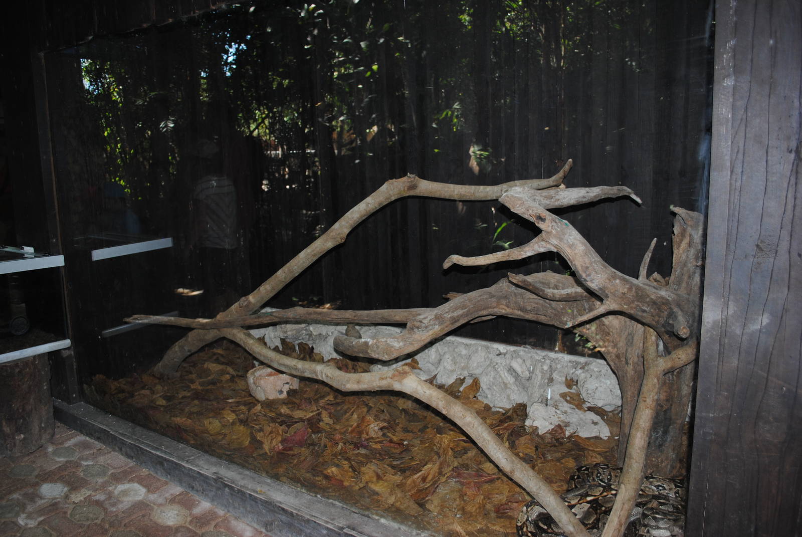 Boa Constrictor terrarium