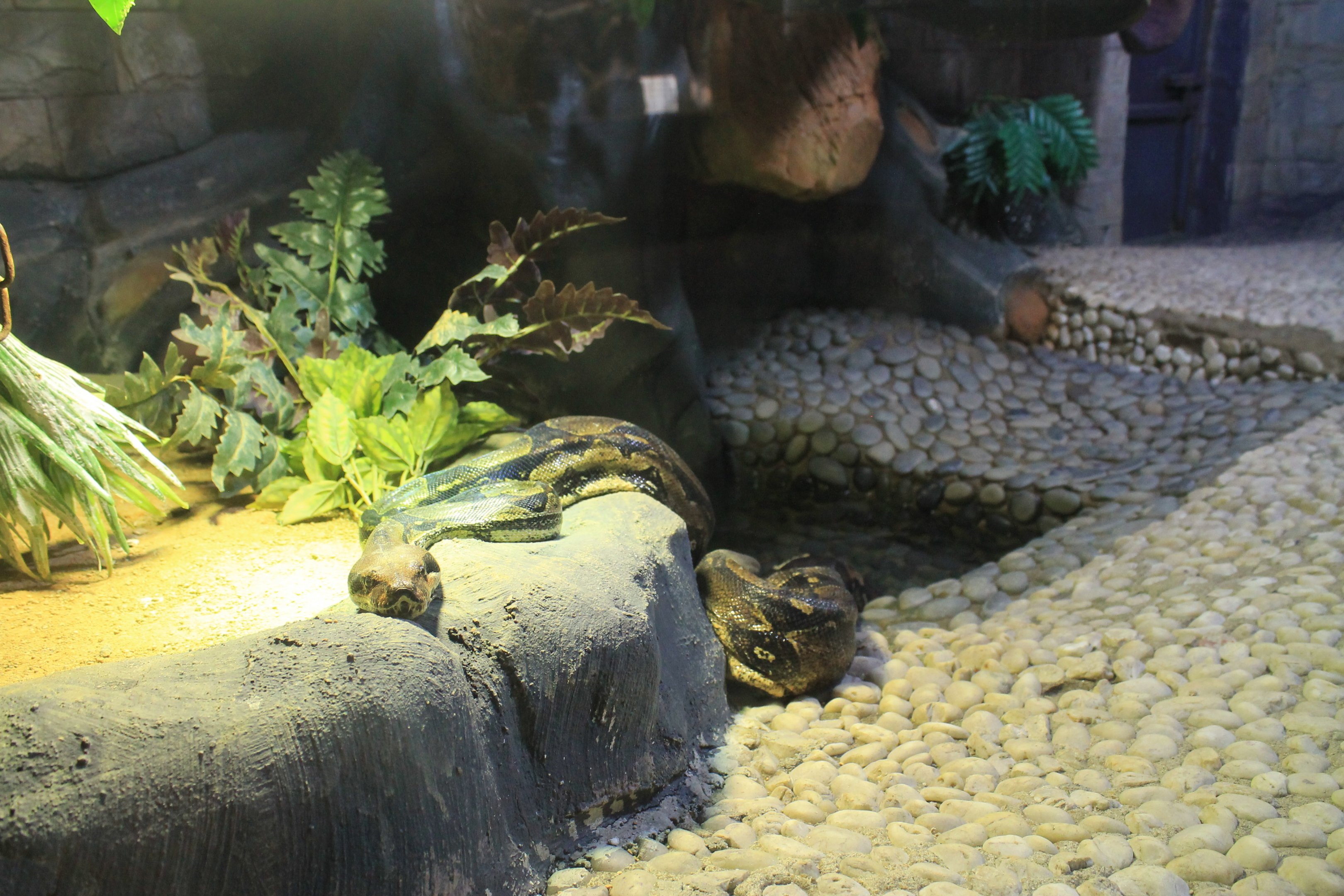 Boa Constrictor terrarium