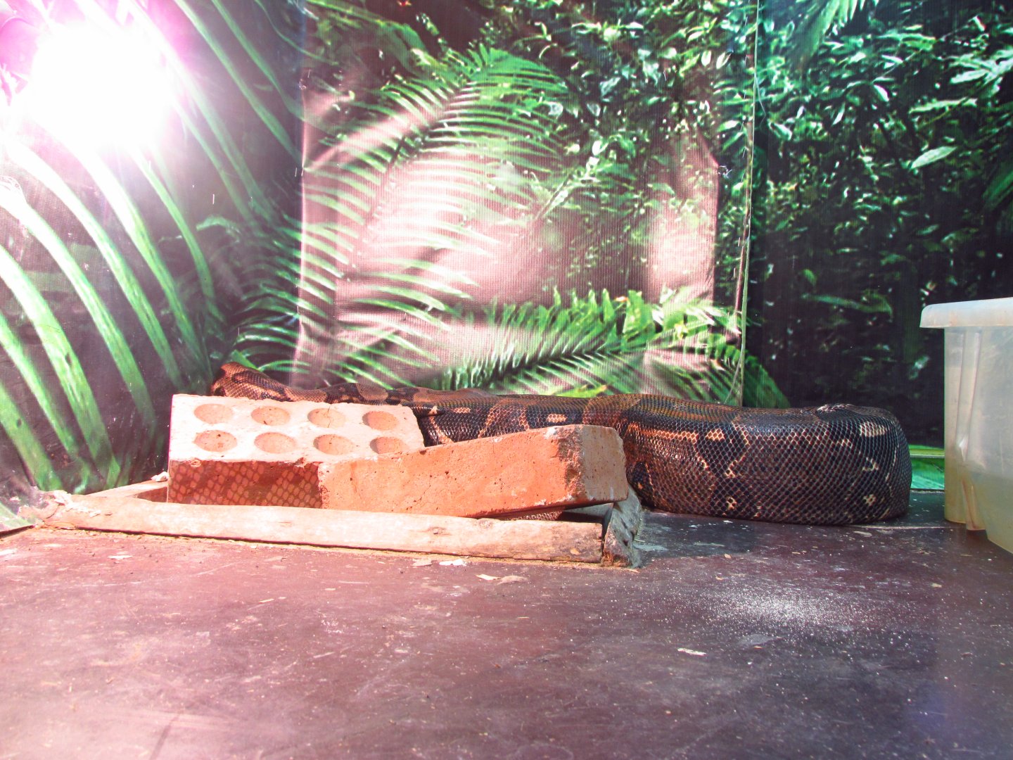 Boa constrictor with bricks