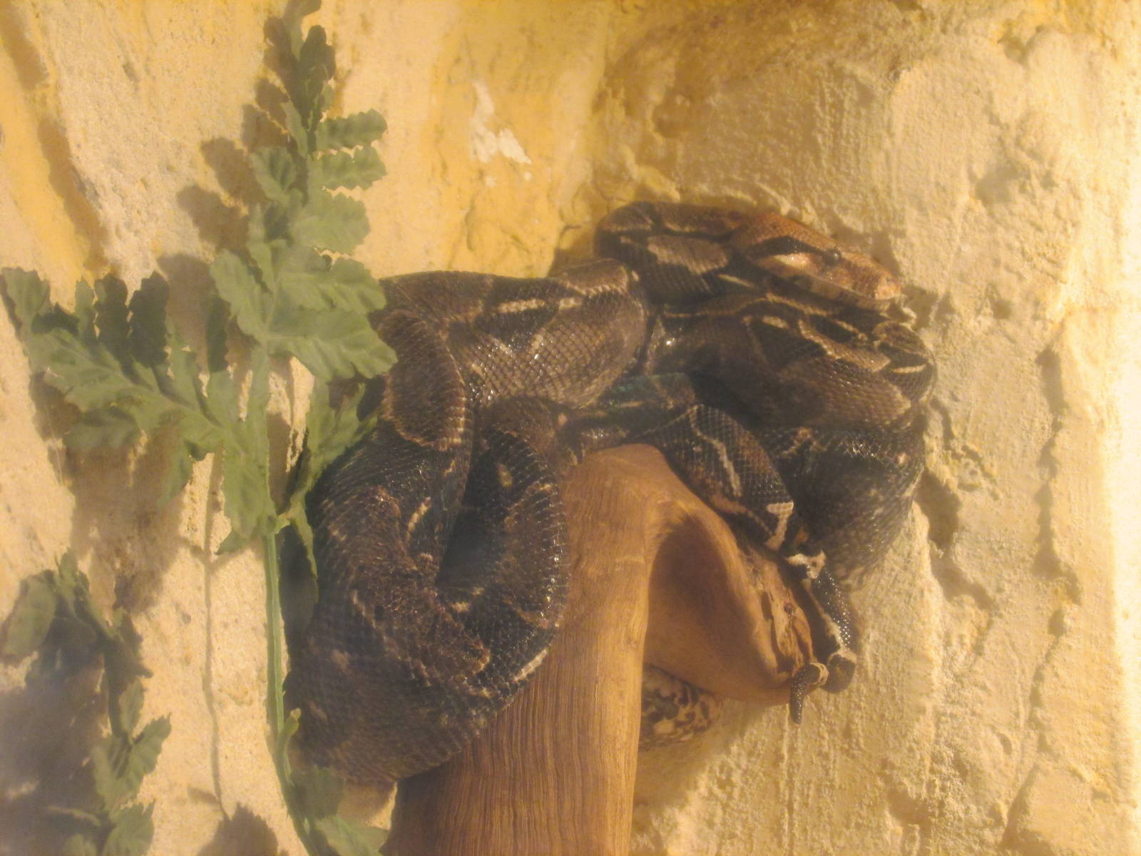 boa constrictor zoologico del altiplano