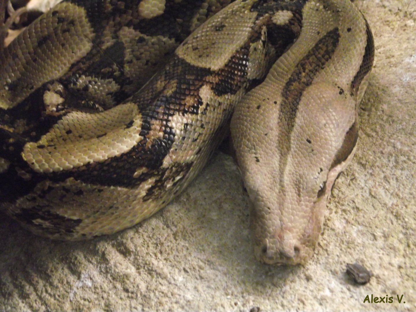 Boa constrictor - Zooparc de Beauval - 01/2013