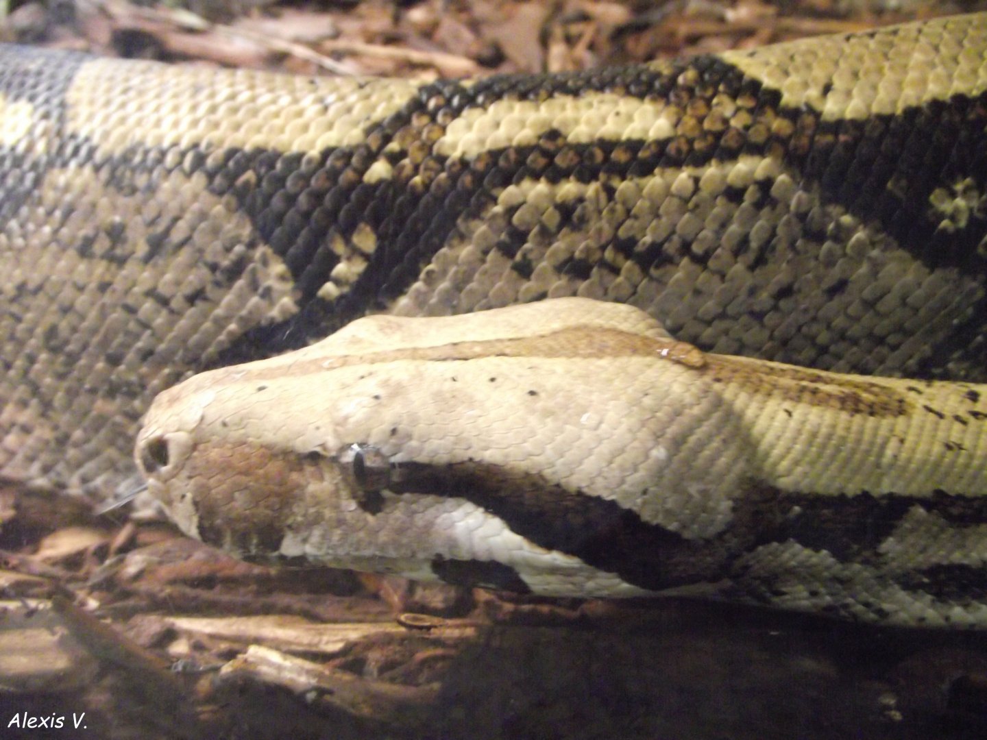 Boa constrictor - Zooparc de Beauval - 10/2021