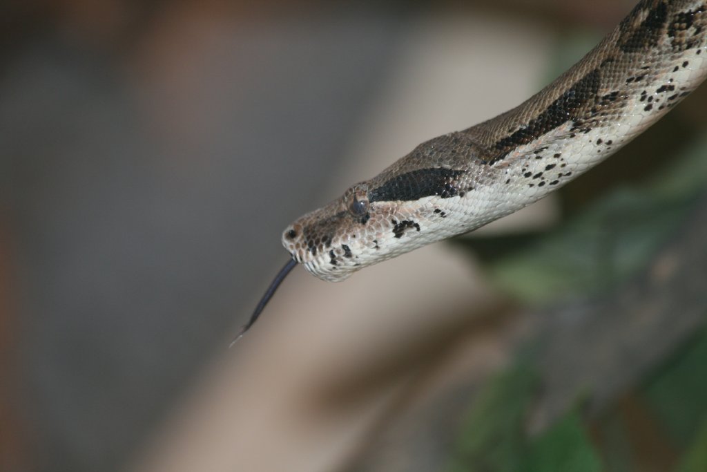 Boa Constrictor