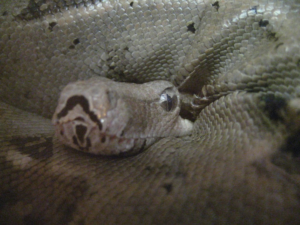 Boa Constrictor