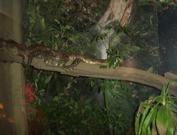 Boa Constrictor