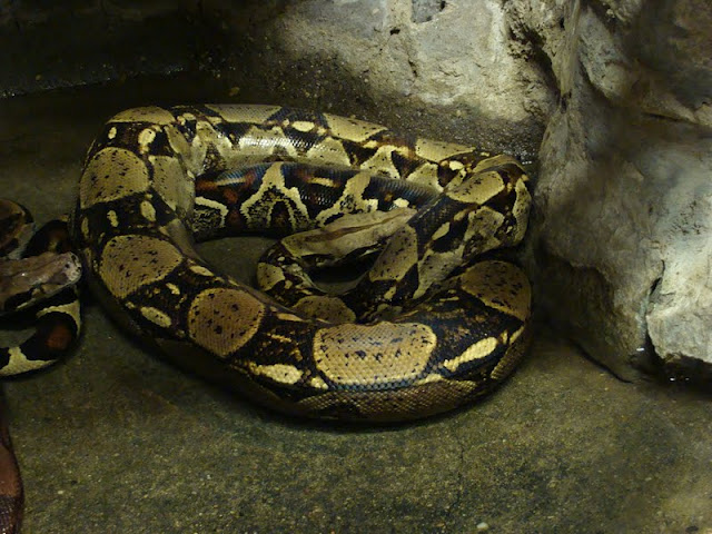 Boa constrictor