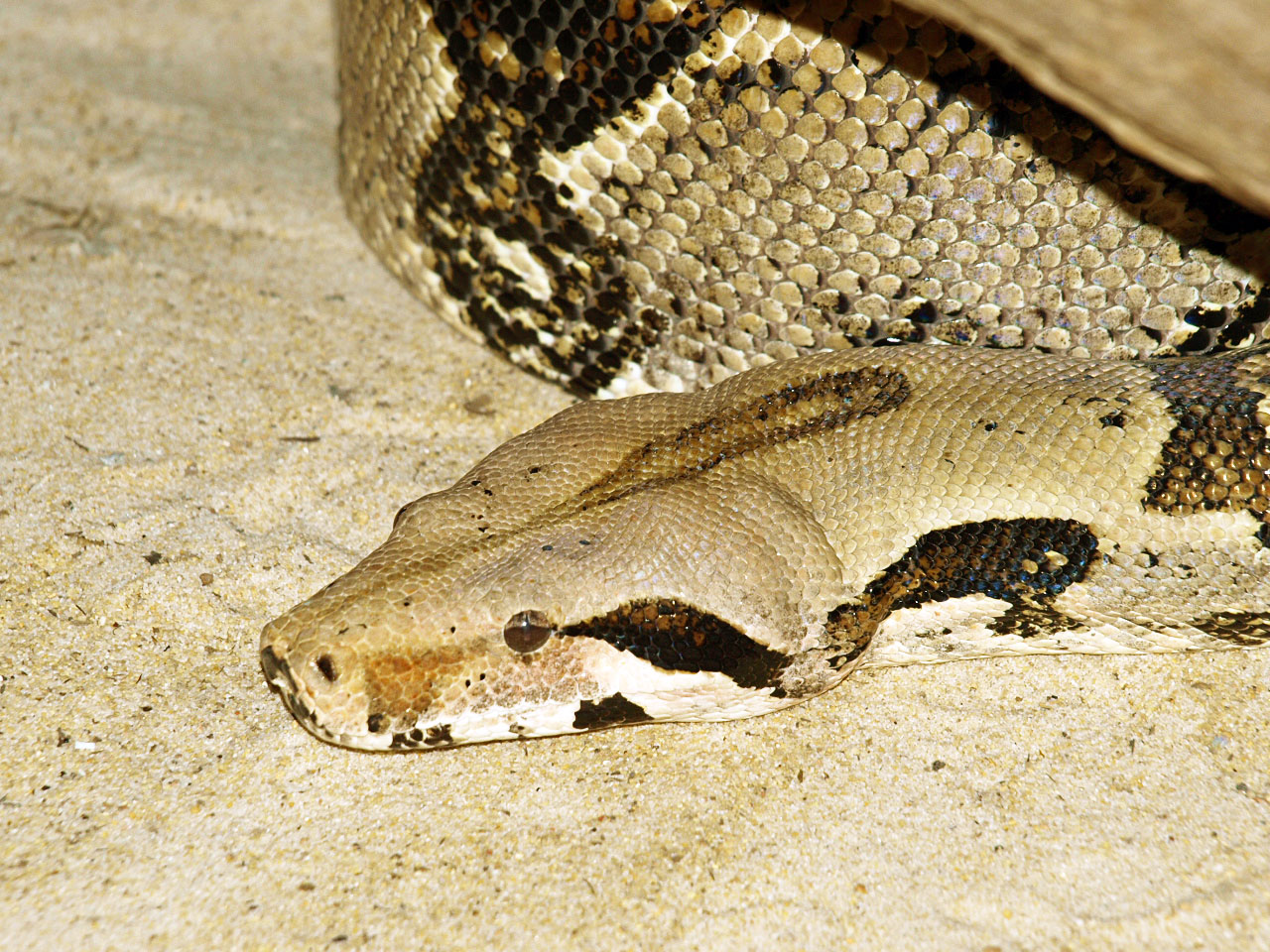 Boa constrictor