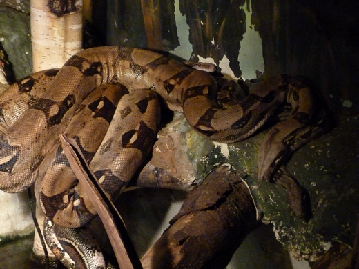 Boa constrictor