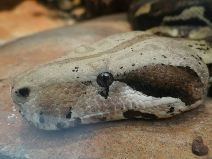 Boa constrictor