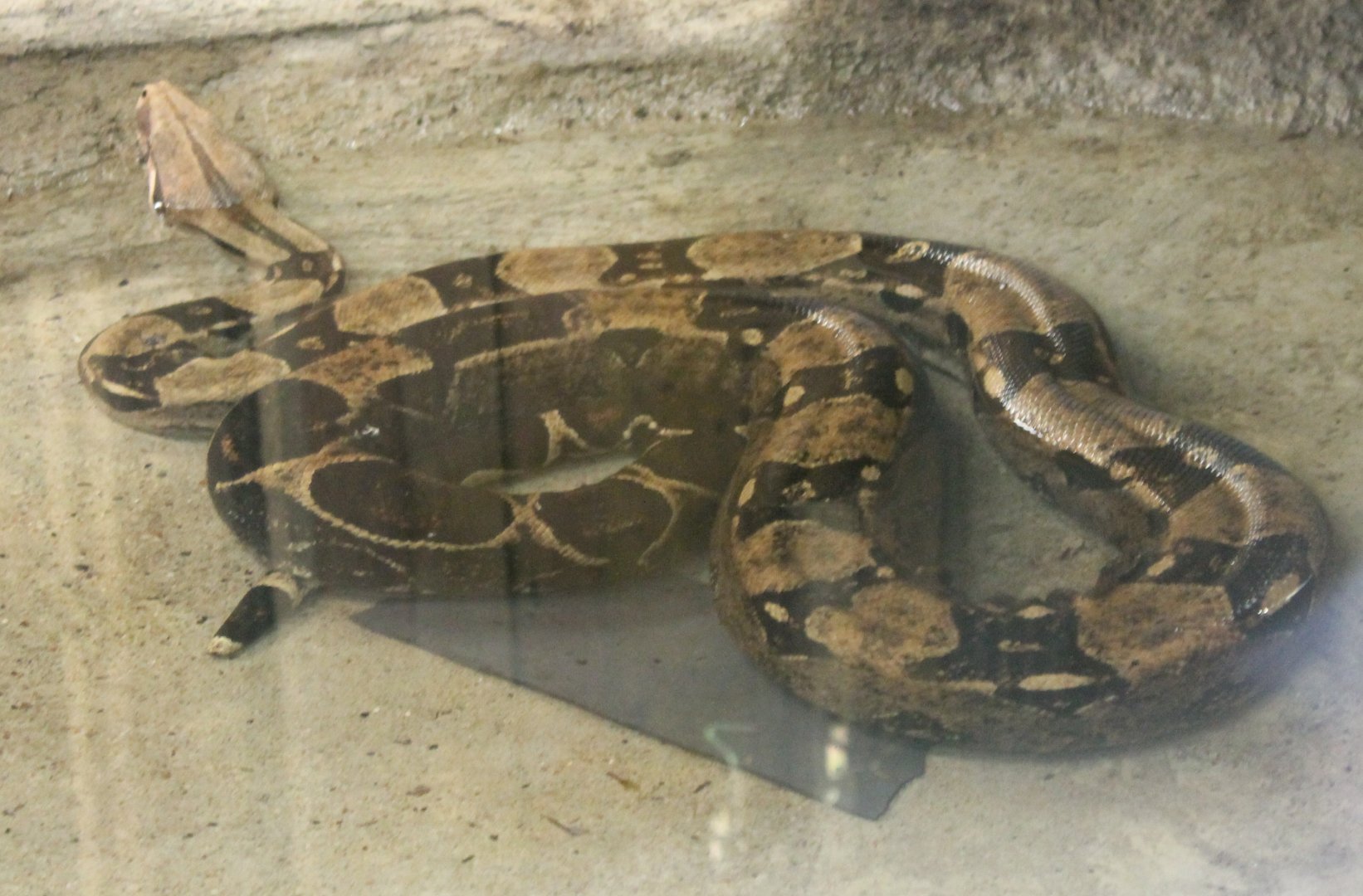 Boa constrictor