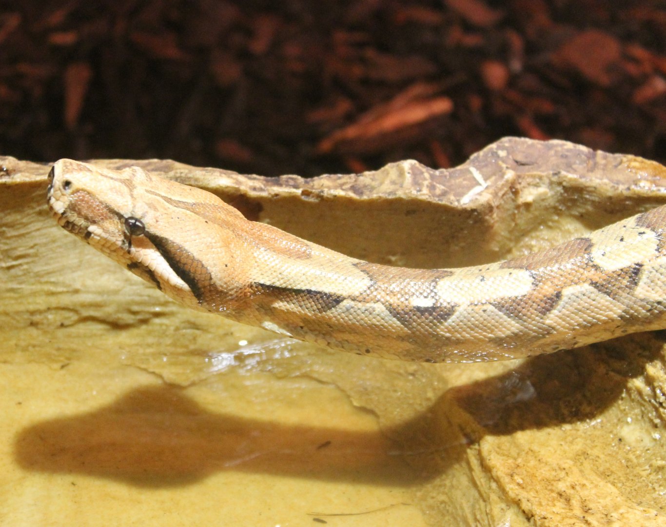 Boa constrictor