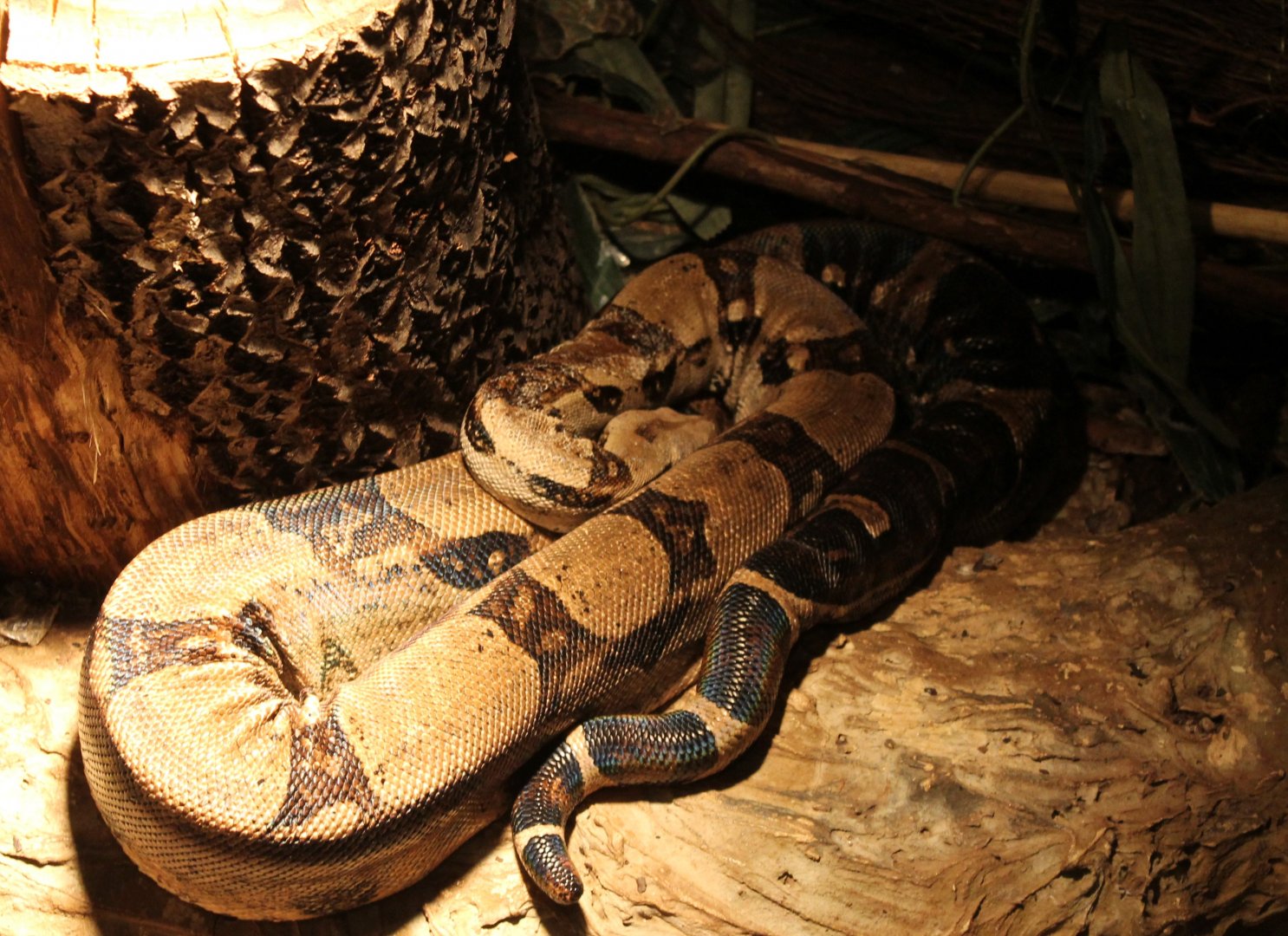 Boa constrictor
