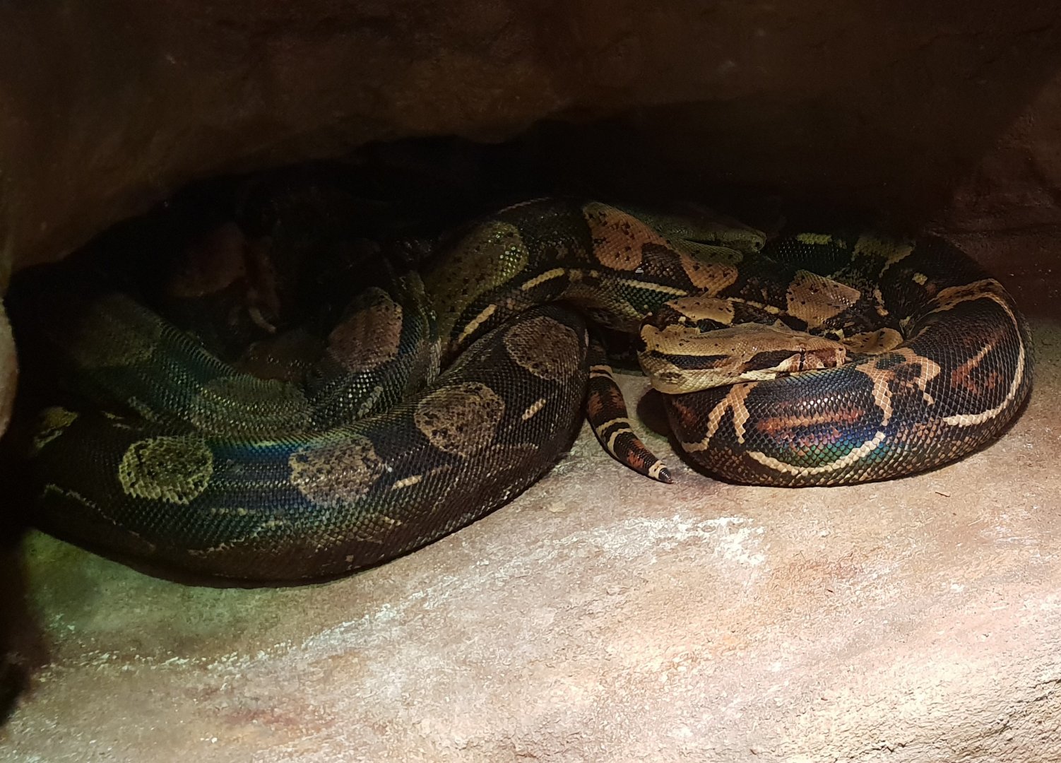 Boa constrictor